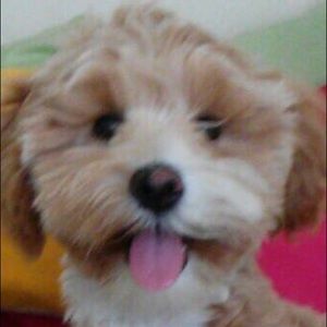 Meet your Posher, Iris